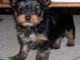 Adoption chiot femelle Yorkshire