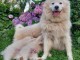 chiots Samoyede A donner contre bon soin