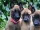 Chiots berger belge malinois