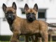 Chiots berger belge malinois