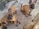 Chiots berger belge malinois