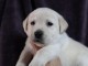 Chiots pure race Labrador Retriever disponible