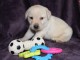 Chiots pure race Labrador Retriever disponible