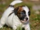 Chiots Jack Russell DISPONIBLE DE SUITE