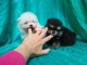 Disponibles de suite chiots spitz poméraniens LOF