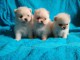 Disponibles de suite chiots spitz poméraniens LOF