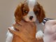 Magnifique Chiots Cavaliers king Charle