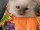 Superbe chaton Ragdoll disponible de suite 