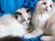 Superbe chaton Ragdoll disponible de suite 