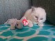 Superbe chaton Ragdoll disponible de suite 