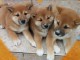  chiots shiba inu lof a donner 