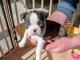 Chiots type Boston terrier