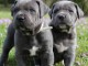 chiot cane corso a doner