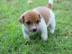 Donne chiot type Jack Russel terrier