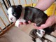 Chiots type Boston terrier