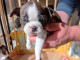 Chiots type Boston terrier