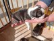 Chiots type Boston terrier