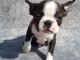 Chiots type Boston terrier