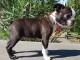 Chiots type Boston terrier