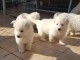 berger blanc suisse a donner