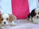 bebe cavalier king a donner