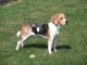 chiot beagle a donner