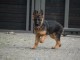 chiot berger allemand a donner