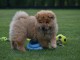 Offre une jolie chiot Chow Chow femelle pour la vie