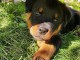 adorable chiots de type Rottweiller