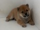 Magnifique  chiot Shiba Inu  à donner