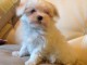 Chiot type bichon maltais de 3 mois pour adoption