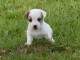 Chiot type Jack Russel à donner