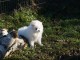 A Donner Spitz allemand LOF femelle blanche