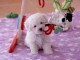 A donner femelle Bébé type bichon frisé