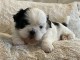 chiot shih tzu adorable