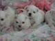 chiots bichons  maltais adorable