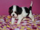 Je donne chiot cavalier king charles femelle