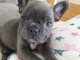 Adorable Chiot type bouledogue francais