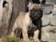 chiot bouledogue français femelle