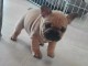 chiot bouledogue français femelle