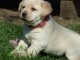 Donne chiot type Golden Retriever