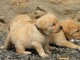 Donne chiot type Golden Retriever