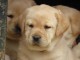 chiots golden retriever lof a donner