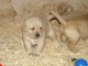 chiots golden retriever lof a donner