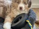 Berger Australien pour vendre / Australian Shepherd for sale