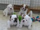 chiots bulldog anglais lof 