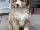 Berger Australien pour vendre / Australian Shepherd for sale