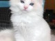 Bonjour je vous propose mon adorables chatons Ragdoll( Kitty)