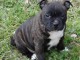 chiot American staffordshire terrier trois mois