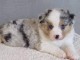 bergers austrauliens a vendre   australian shepherds for sale